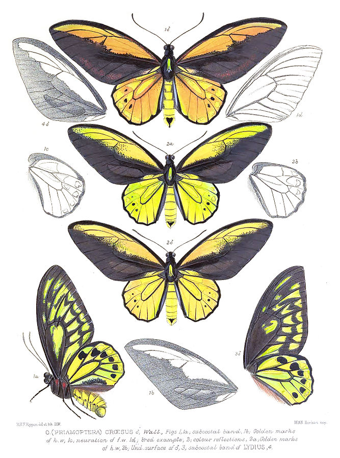 Female Golden Birdwing - BNSS