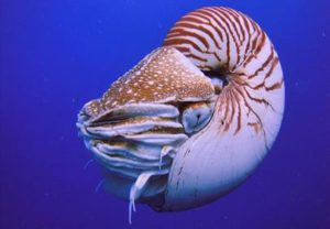 Chambered Nautilus