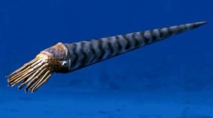 Giant cephalopod