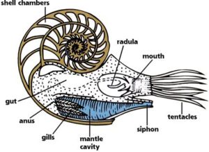 Nautilus Section