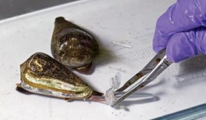 Extraction of cone snail venom